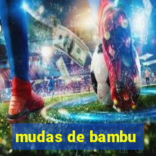 mudas de bambu